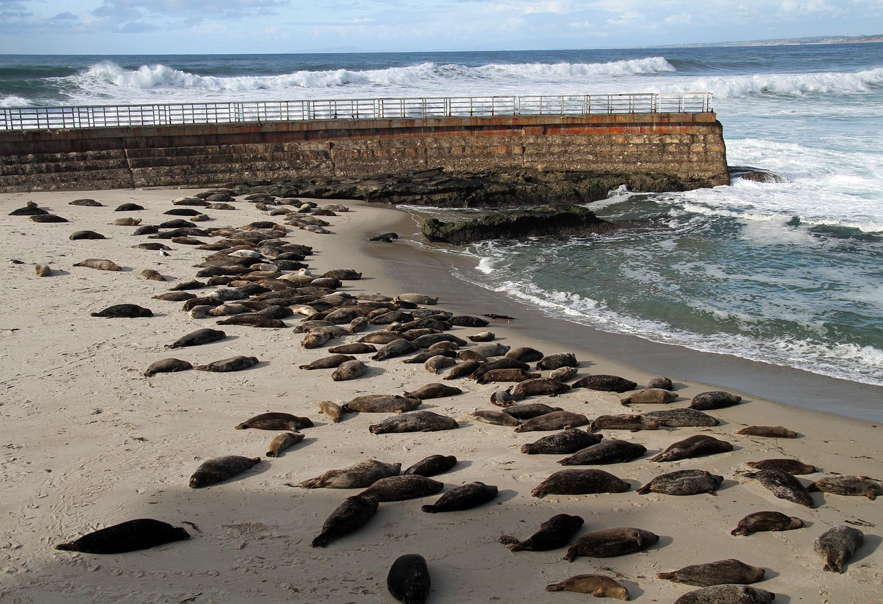seals